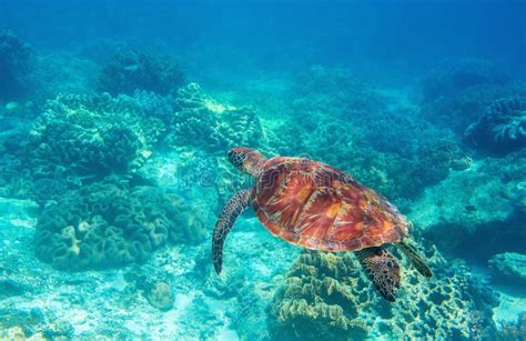 Sea Turtle In Blue Water Underwater Wild Nature Photo Friendly Marine