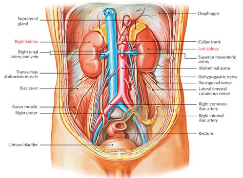 Here they are in order of complexity: Easy Notes On 【Kidneys】Learn in Just 4 Minutes!