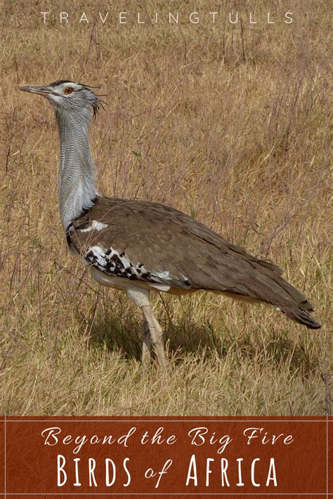 African Savanna Birds Pets Lovers