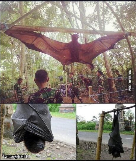 The Giant Golden Crowned Flying Fox The Biggest Bat In The World From