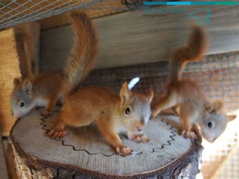 Five Baby Red Squirrels Come Out To Play At Zoo Am Meer