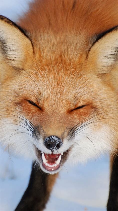 laughing red fox  iles de boucherville national park  montreal canada windows