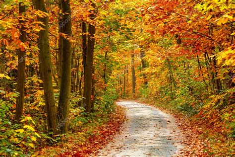 Autumn Forest Stock Photo By ©sborisov 31594237