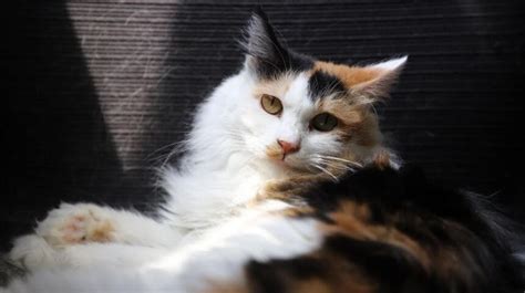 Know The Facts About How Much Are Male Calico Cats Worth