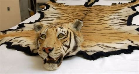 Tiger Hide Rugs In Dubai Tiger Rug Tiger Skin Skin Rug