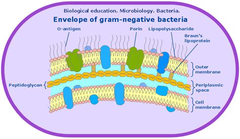 Microbiological Educational Diagram Sample Cell Envelope Of Gram