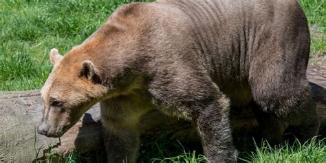 ‘pizzly Bear Hybrid Of Polar And Grizzly Bears Set To Become ‘more