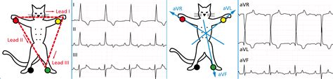 How Ecg Monitoring Contributes To Patient Care The Veterinary Nurse