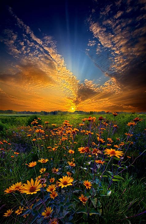 Fantastic Landscape Photograph Of A Field Of Daisies At