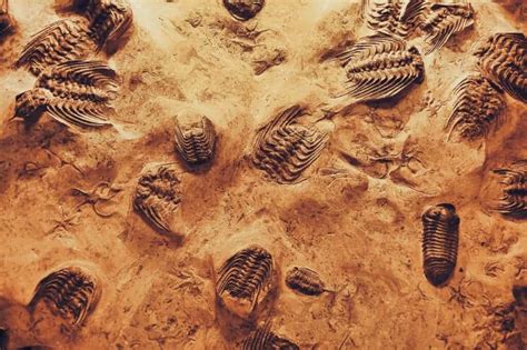 The Most Common Types Of Fossils Finding Ancient Life Preserved In Rock