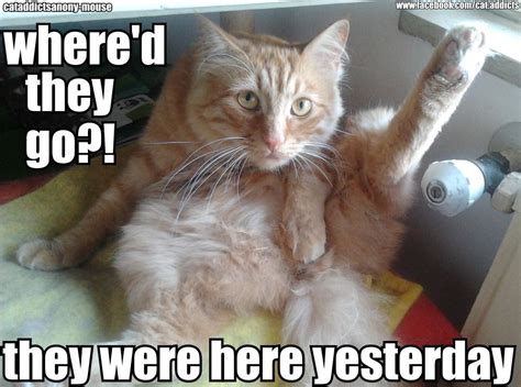 Spay And Neuter So Important Cat Quotes Funny Cats Cat Memes