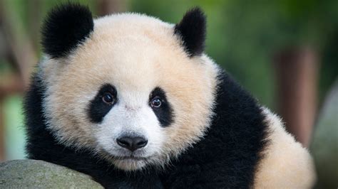 Big Panda Is Leaning On Rock In Blur Green Background 4k Hd Panda