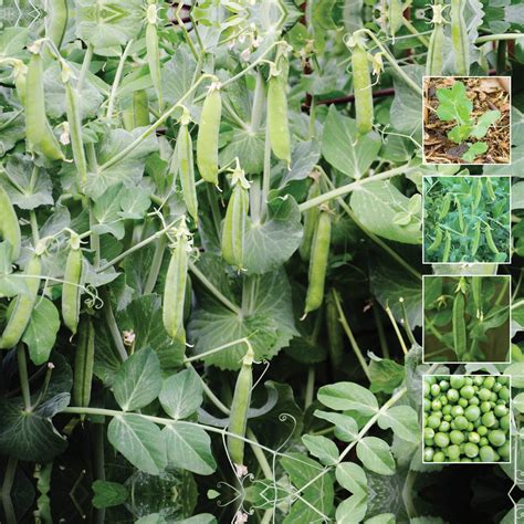 Pea Sugarsnap Climbing Seeds Sugar Snap Peas Stringless Juicy Pea Po