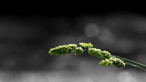Macro Simple Background Minimalism Grass Nature Wallpapers Hd