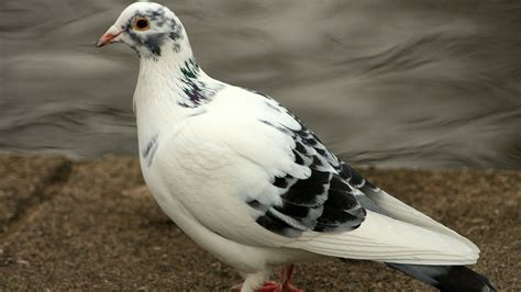 White Pigeons 101 Physical Characteristics Habitat Behavior And