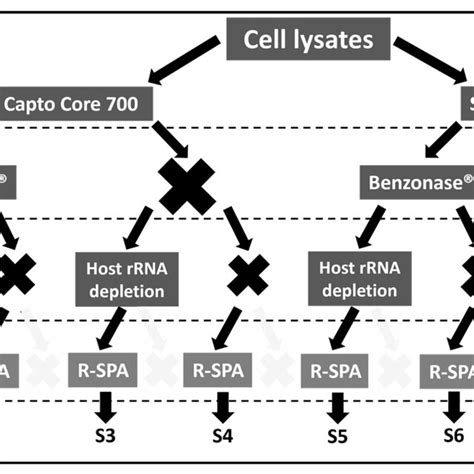 Schematic Representation Of Experiment 2 Two Arv Clinical Isolates