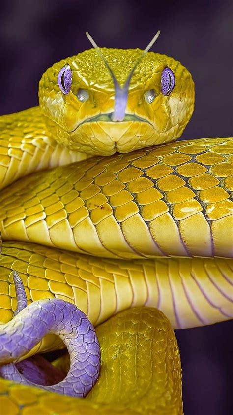 Golden Snake By Georgekev Yellow Snake Hd Phone Wallpaper Pxfuel