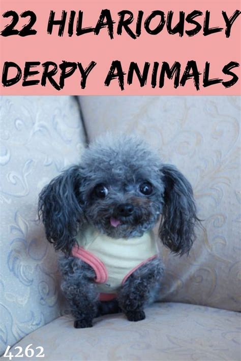 22 Hilariously Derpy Animals Derpy Dog Corner Funny Animals