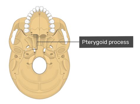 Sphenoid Bone Anatomy Parts And Labeled Diagram Getbodysmart