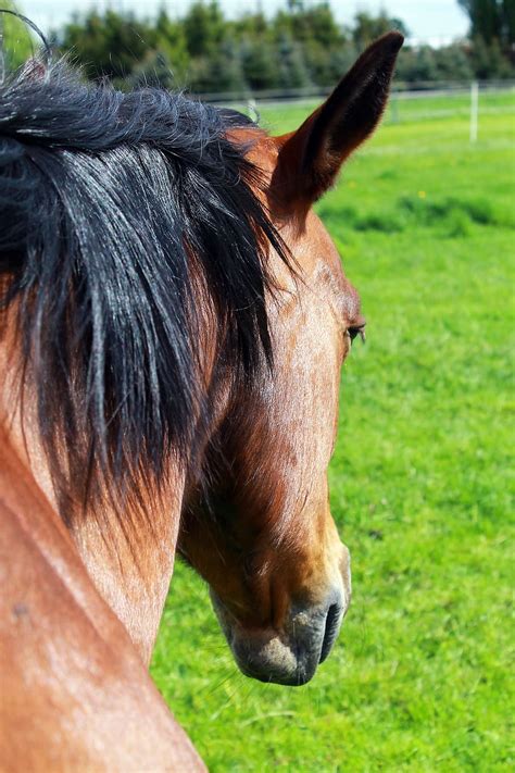 Hd Wallpaper Horse Horse Head Pferdeportrait Brown Horses Quarter