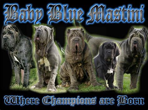 These playful, lovable neapolitan mastiff puppies are loyal & tend to have a sweet side towards their it's important to get your neapolitan mastiff puppy used to having these grooming tasks done. Baby Blue Kennels Producing Neapolitan Mastiff Puppies ...
