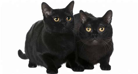 Bombay Cat Personality How Will Your Black Beauty Behave