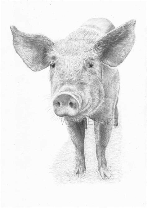 Pig Art Print Hand Drawn Animal Pencil Drawing A4 A5 Etsy
