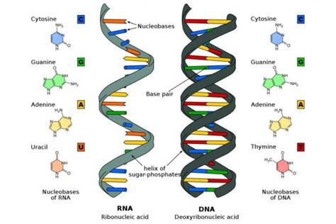 9 Perbedaan DNA Dan RNA Pada Molekuler Makhluk Hidup