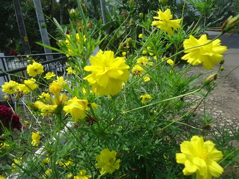 Kepulauan karibia yang kemudian dibawa masuk ke filipina abad ke 19 dan. WALLPAPER BUNGA KENIKIR KUNING ROMANTIS - Rumah Daun Muda