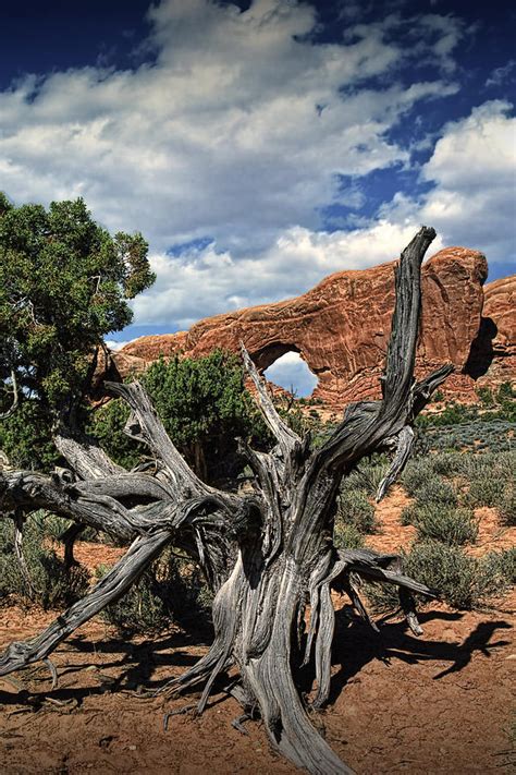 Old Juniper Tree Stump And Arch Rock Formation In Arches National Park