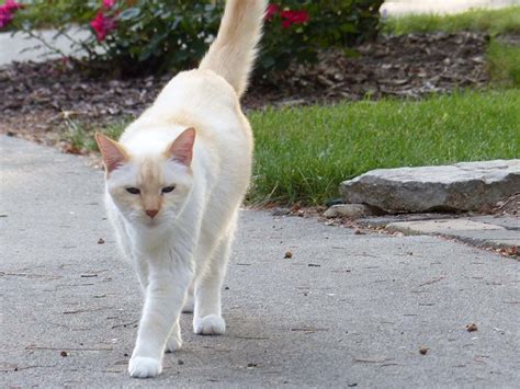 Flame Point Siamese Facts Origin And History With Pictures Hepper