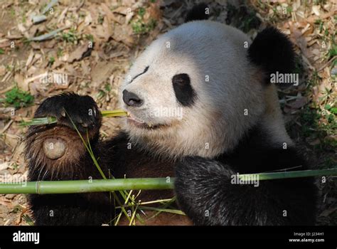 Adorable Giant Panda Bear Eating Bamboo Shoots Stock Photo Alamy