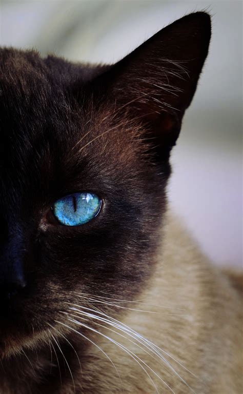 Siamese Cats Wallpapers Wallpaper Cave