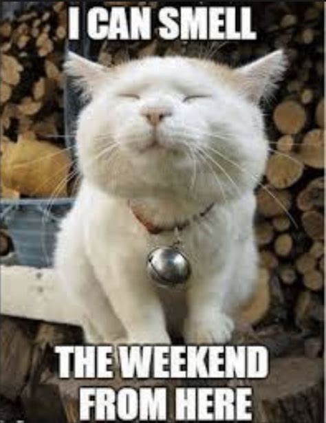 Best Friday Memes For The End Of The Week Cat Memes Funny Cat Memes