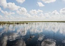 Florida Airboat Free Stock Photo - Public Domain Pictures