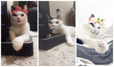 How To Get A Snapchat Filter On Your Cat Cat Lovster