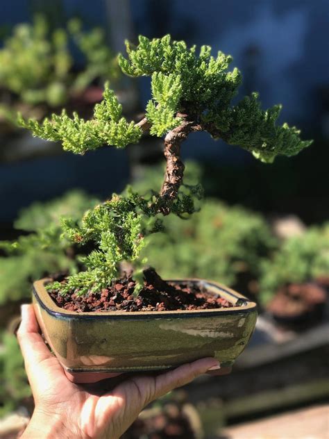 Learn about nine popular types, including japanese maple, miniature jade, and juniper. Indoor Bonsai Trees | Juniper bonsai, Bonsai tree types ...