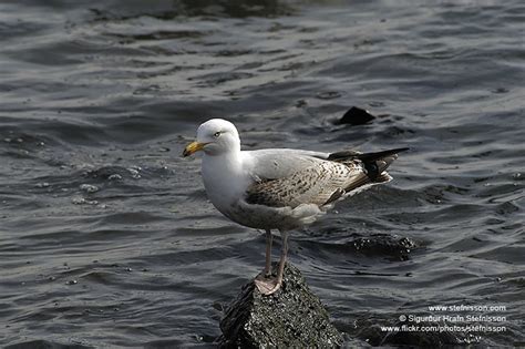 european herring gull shs 002922 017d european herring gul… flickr