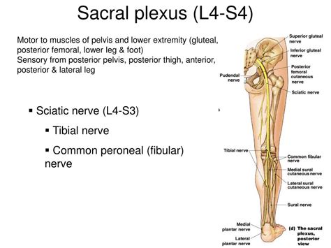 Ppt Lumbar And Sacral Plexuses Powerpoint Presentation Free Download