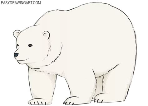 How To Draw A Polar Bear Easy Drawing Art
