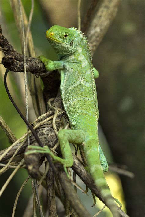 Fijian Crested Iguana Released On Monuriki Island Us Geological Survey