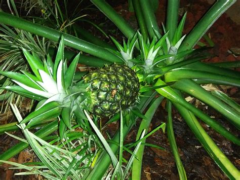 My Crazy Pineapple Plant Rmildlyinteresting