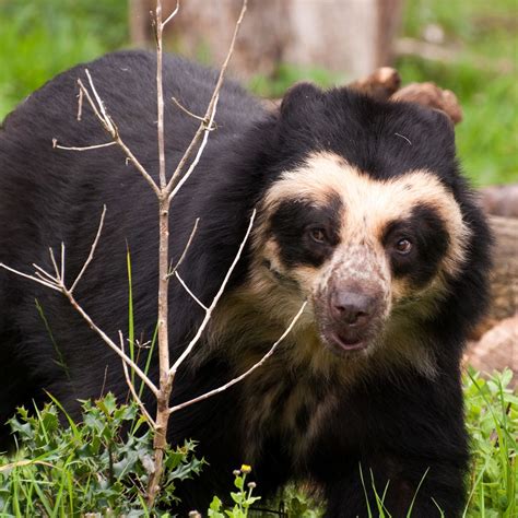 The Spectacled Bear Or The Andean Bear Is Only Found In The Cloud