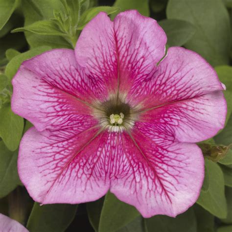 Tritunia™ Pink Veined Syngenta Flowers