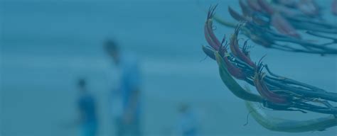 NZLS | Certificate of NZLS Panel of Family Mediators request