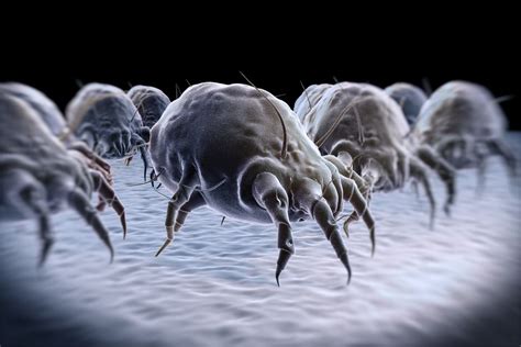 How To Get Rid Of Dust Mites Naturally In Your Bedroom