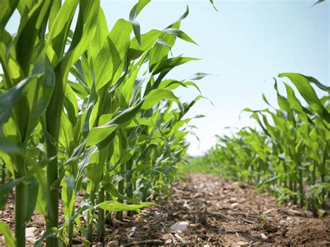 Thinking About Growing Corn In Australia Find Out All You Need To Know