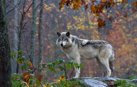 Timber Wolf By Jim Cumming Wolf Love Grey Wolf Wolf Black Wildlife