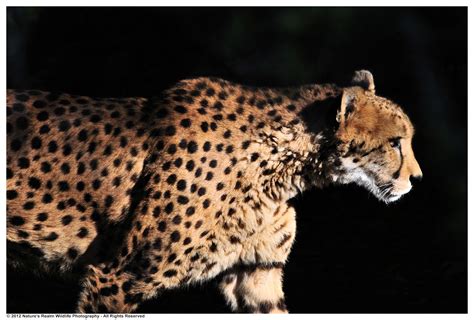 Natures Realm Wildlife Photography Cheetah Profile