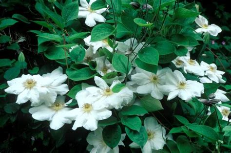 25 White Flowers To Get Your Garden Glowing Garden White Flowers